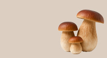 Мицелий грибов