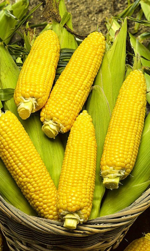 Кукуруза САХАРНАЯ ЛАКОМКА