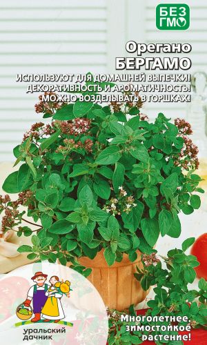 Орегано БЕРГАМО &mdash; Используют для домашней выпечки! Декоративность и ароматичность! Можно возделывать в горшках!