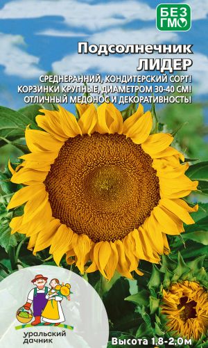 Подсолнечник ЛИДЕР &mdash; Среднеранний, кондитерский сорт! Корзинки крупные, диаметром 30-40 см! Отличный медонос и декоративность!
