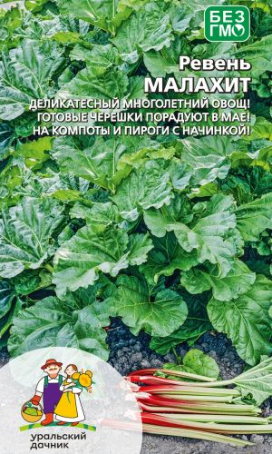 Ревень МАЛАХИТ &mdash; Деликатесный многолетний овощ! Готовые черешки порадуют в мае! На компоты и пироги с начинкой!