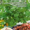 Кориандр (Кинза) ШАШЛЫЧНЫЙ