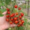 Томат КУРРАНТО F1
